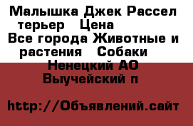 Малышка Джек Рассел терьер › Цена ­ 40 000 - Все города Животные и растения » Собаки   . Ненецкий АО,Выучейский п.